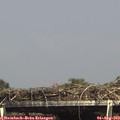 15_25-mast.jpg