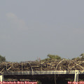 15_30-mast.jpg