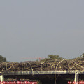 15_40-mast.jpg