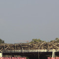 15_50-mast.jpg
