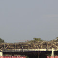 16_10-mast.jpg