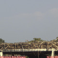 16_30-mast.jpg