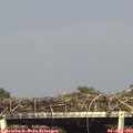 16_55-mast.jpg