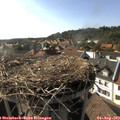 17_25-nest.jpg