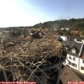17_30-nest.jpg