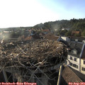 18_55-nest.jpg