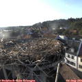 19_00-nest.jpg