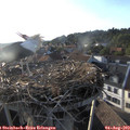 19_10-nest.jpg