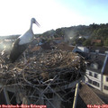 19_15-nest.jpg