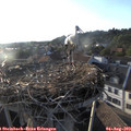 19_20-nest.jpg