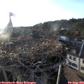 19_30-nest.jpg