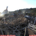 19_35-nest.jpg