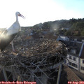 19_40-nest.jpg