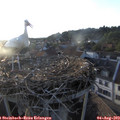 19_45-nest.jpg