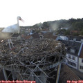 19_55-nest.jpg