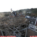 20_05-nest.jpg