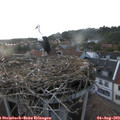 20_10-nest.jpg