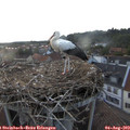 20_20-nest.jpg
