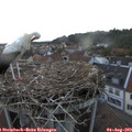 20_35-nest.jpg