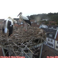 20_45-nest.jpg