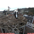 20_50-nest.jpg