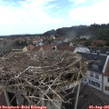 09_10-nest.jpg