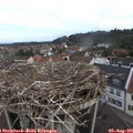 09_40-nest.jpg