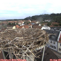 09_45-nest.jpg