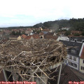 09_50-nest.jpg
