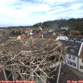 10_45-nest.jpg