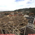 10_50-nest.jpg