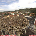 11_05-nest.jpg