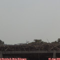 11_15-mast.jpg