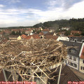 11_15-nest.jpg