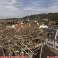 11_25-nest.jpg