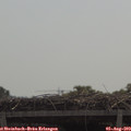 11_30-mast.jpg