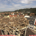 11_35-nest.jpg