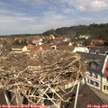 11_40-nest.jpg