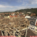 11_45-nest.jpg
