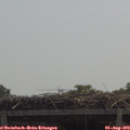 11_50-mast.jpg