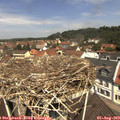 11_50-nest.jpg