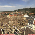 12_00-nest.jpg