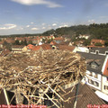 12_35-nest.jpg