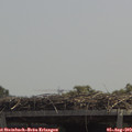 12_45-mast.jpg