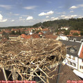 13_00-nest.jpg