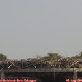 13_10-mast.jpg