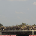 13_50-mast.jpg