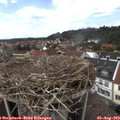 14_20-nest.jpg