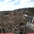 14_35-nest.jpg