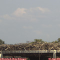 14_50-mast.jpg